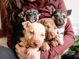 Puppies for Rent: Yes, You Can Have a Puppy Party. But Should You?
