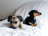 Mixed-Breeds vs. Purebreds: Are Mutts Healthier?
