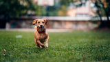 5 Best Dog GPS Trackers for Small Dogs