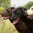 Adopt-a-Pet.com Blog Adopt-a-Pet.com Challenges Pet Owners Across America to Document a Pet Guardianship Plan