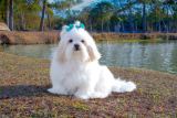 How to Help a Lhasa Apso Lose Weight